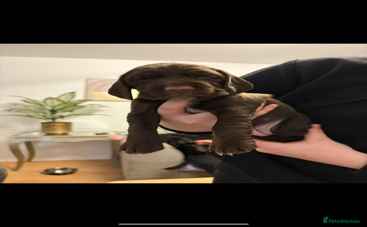 Mixed Breed dogs Sprockers cross  - Advert 5