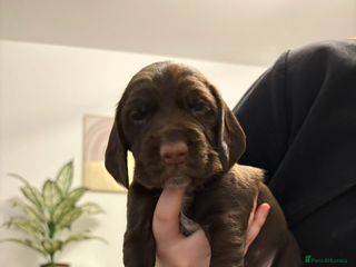 Mixed Breed dogs Sprockers cross - Advert 6