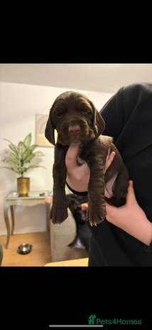 Mixed Breed dogs Sprockers cross - Advert 5