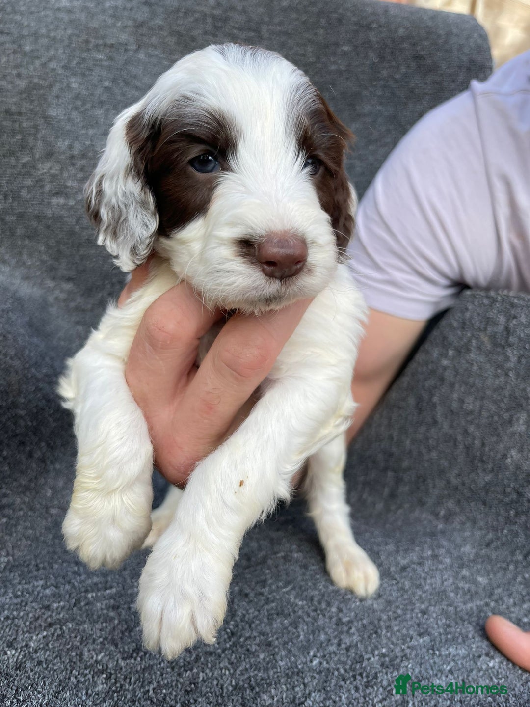 Cockapoo dogs for sale: Adorable Cockerpoo Puppies Ready - Image 16
