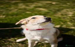 Mixed Breed dogs for adoption: 💖🐶 NINA 🐶💖 - Image 29
