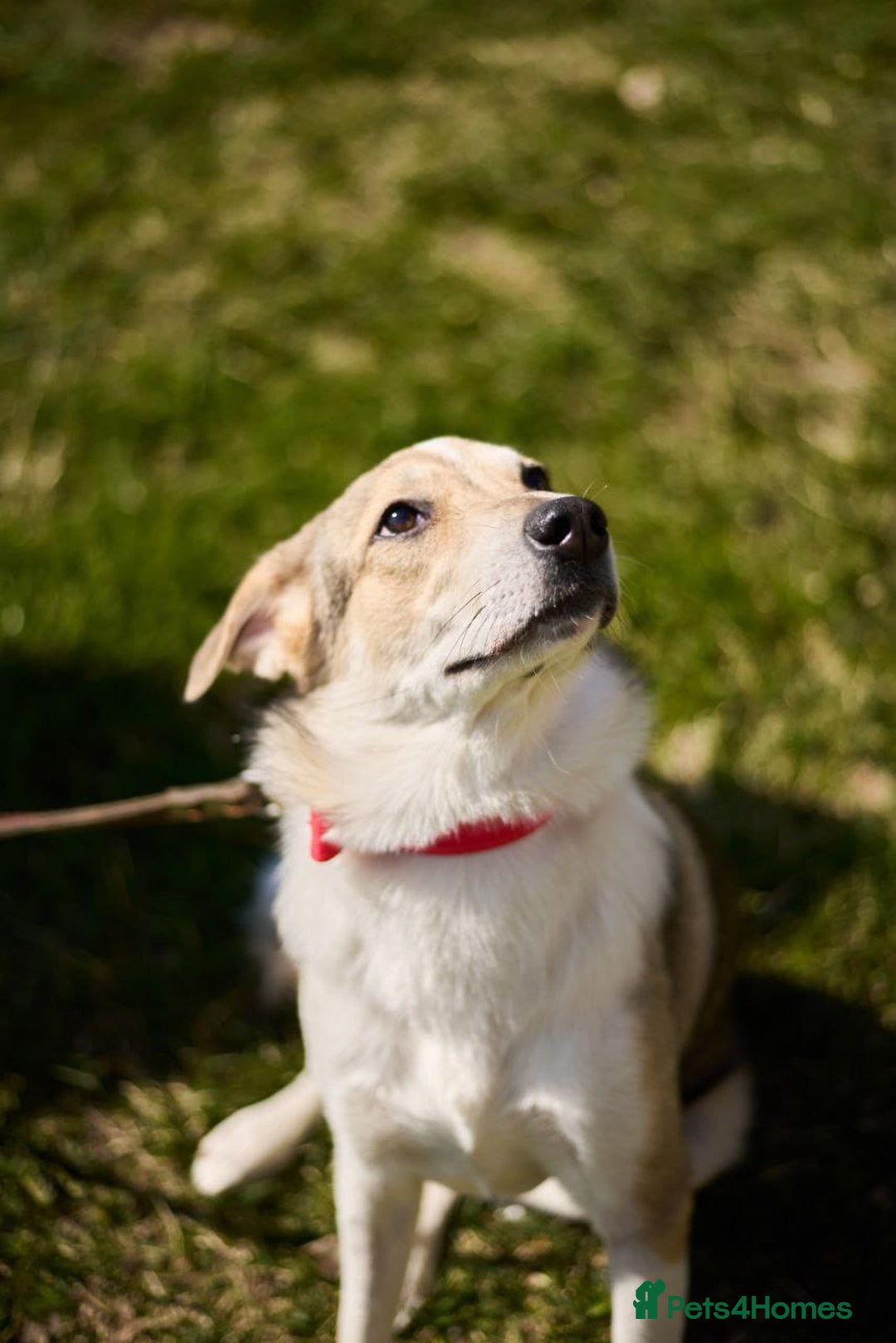 Mixed Breed dogs for adoption: 💖🐶 NINA 🐶💖 - Image 29
