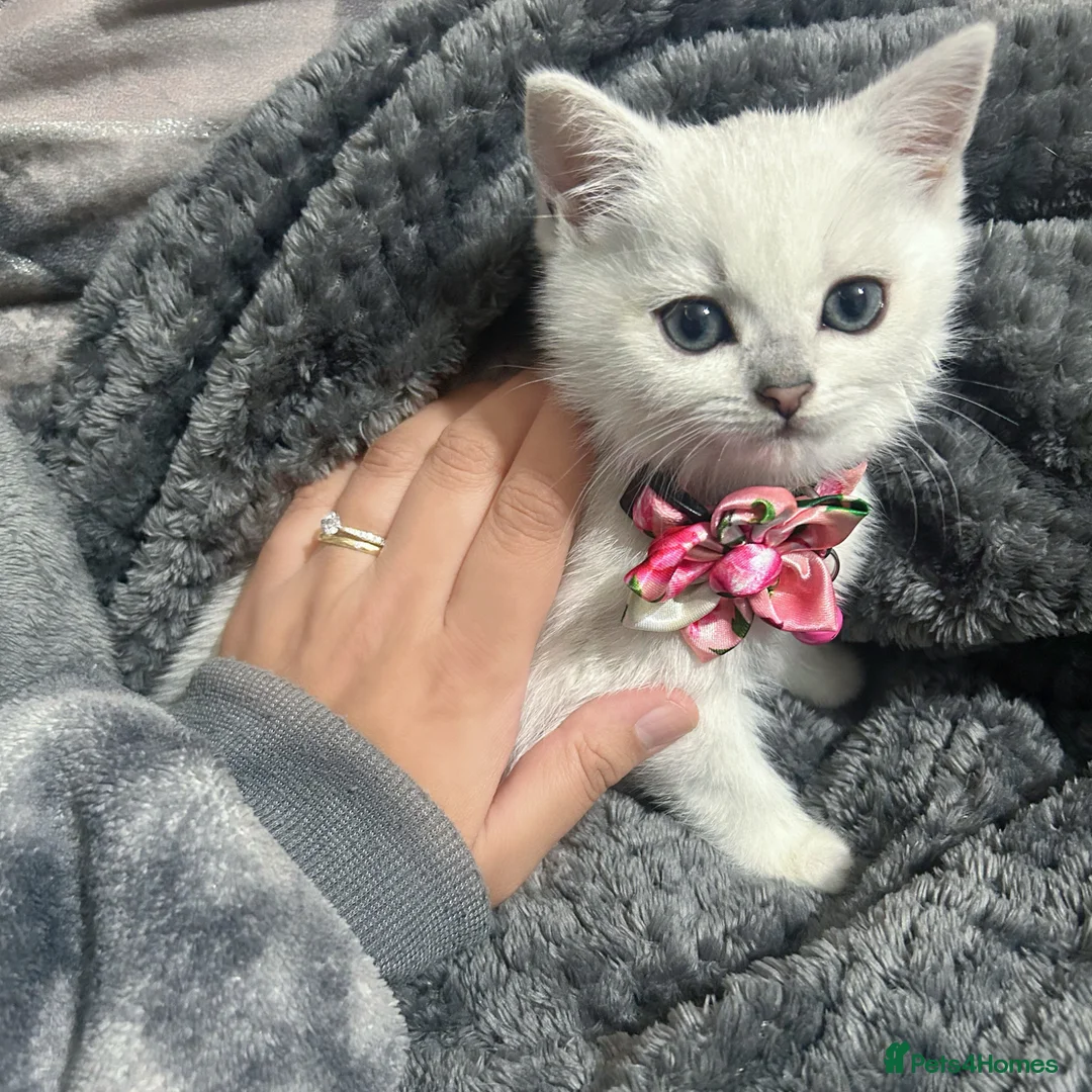 British Shorthair cats for sale: 8 Month Old Kitten For Sale in Solihull - Advert 3