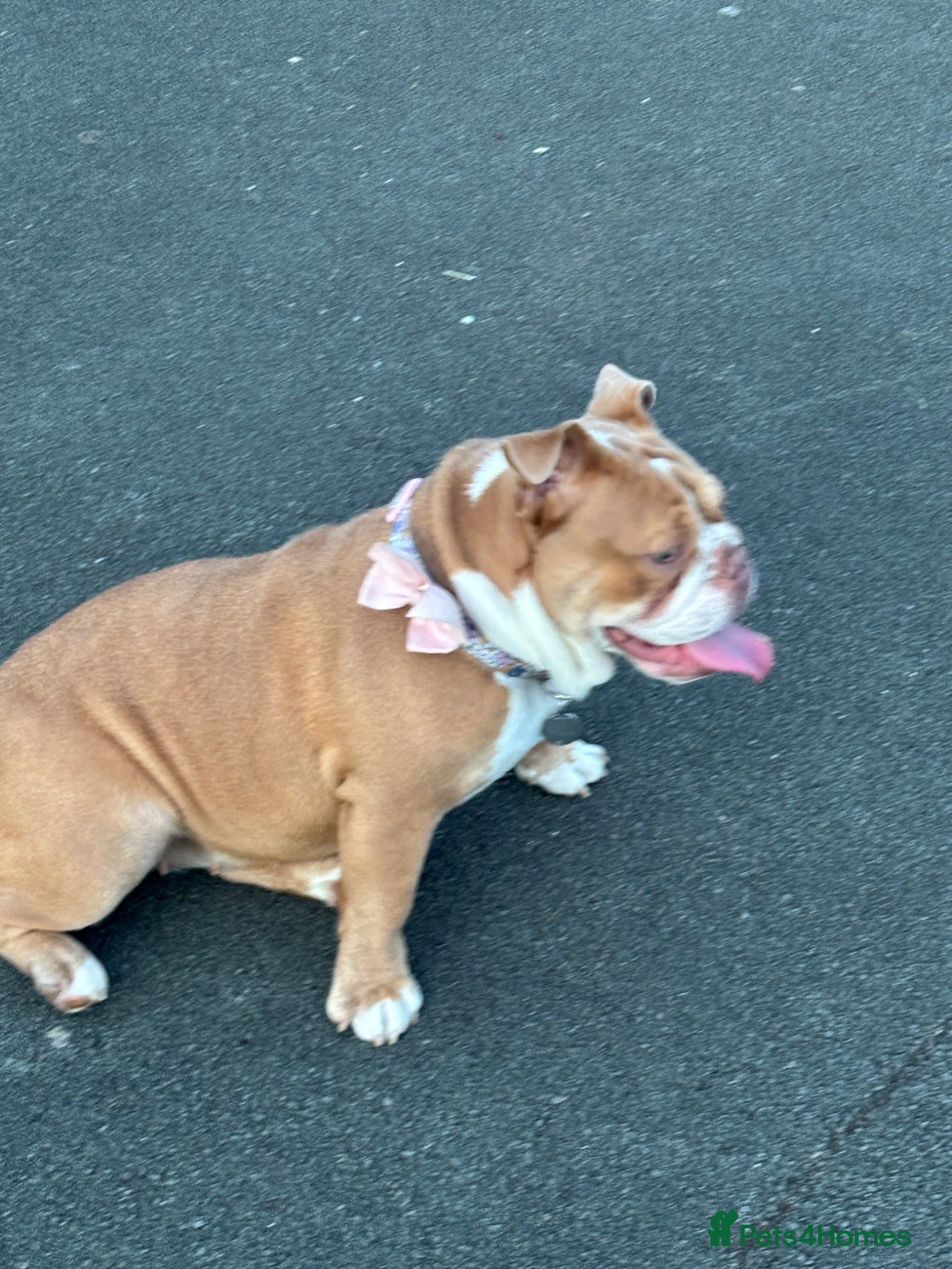 English Bulldog dogs Destiny  - Advert 6