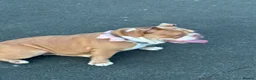 English Bulldog dogs for sale: Destiny  in Bootle - Advert 1