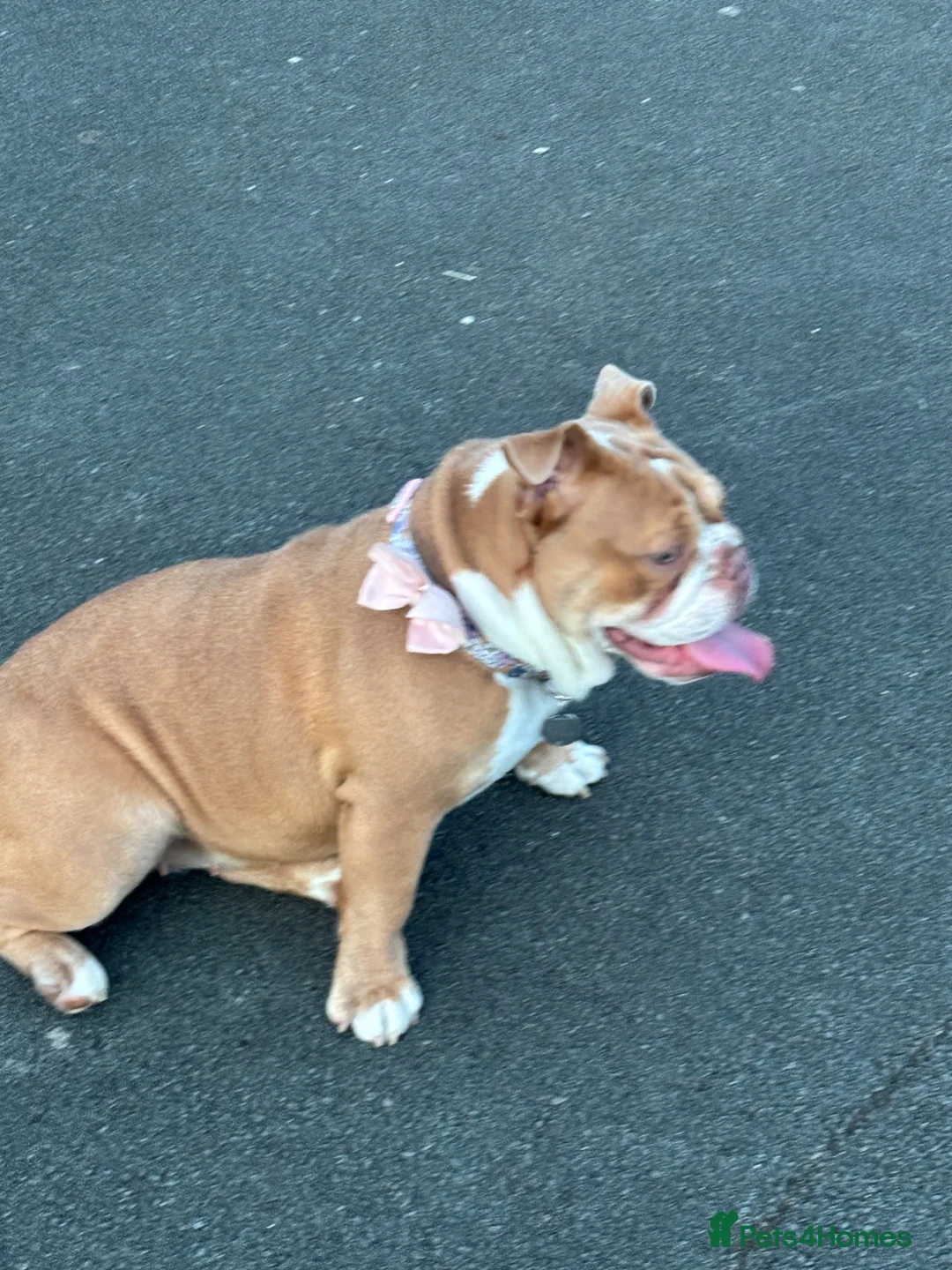English Bulldog dogs for sale: Destiny  in Bootle - Advert 1