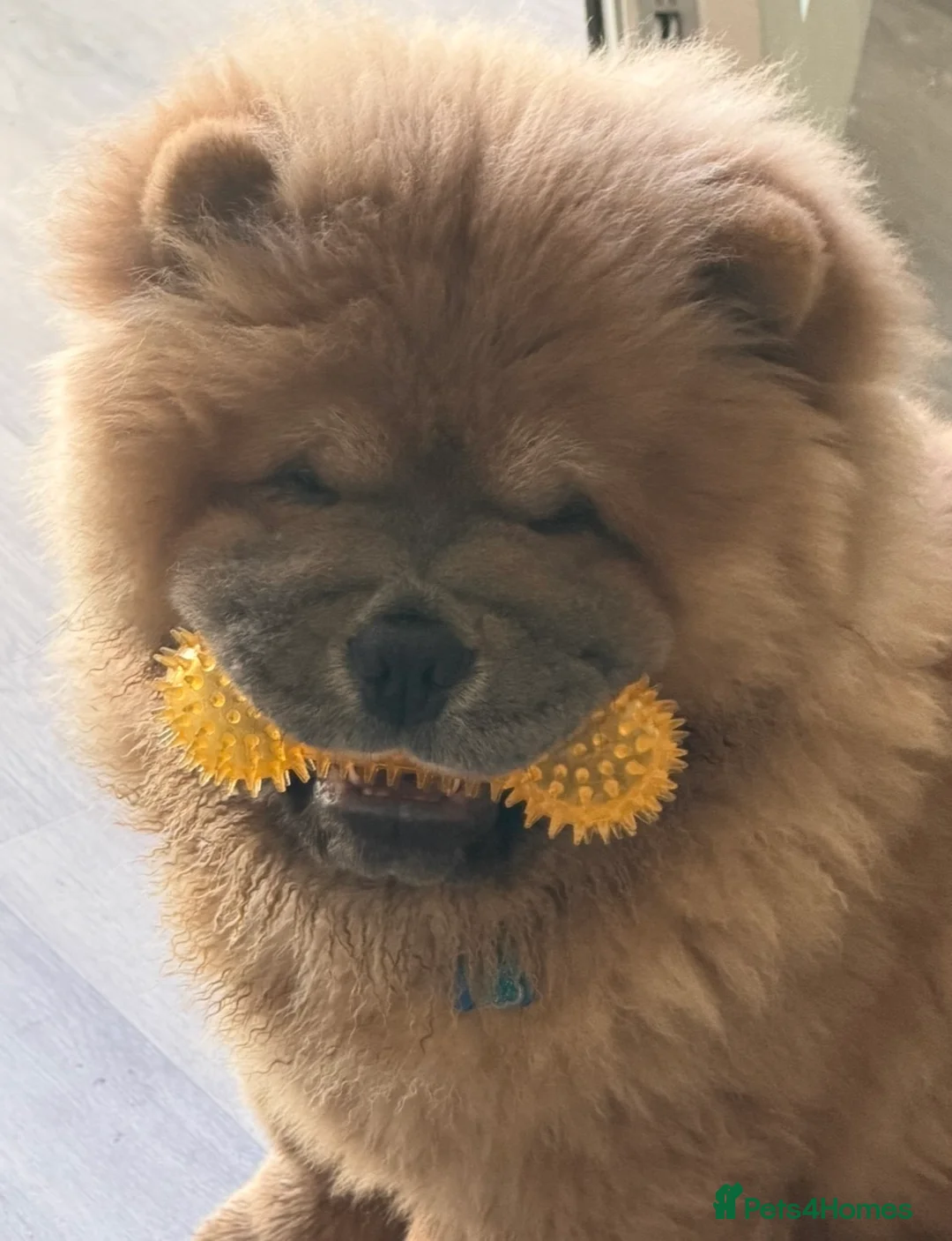 Chow Chow dogs for sale: KC chow chow  - Advert 7