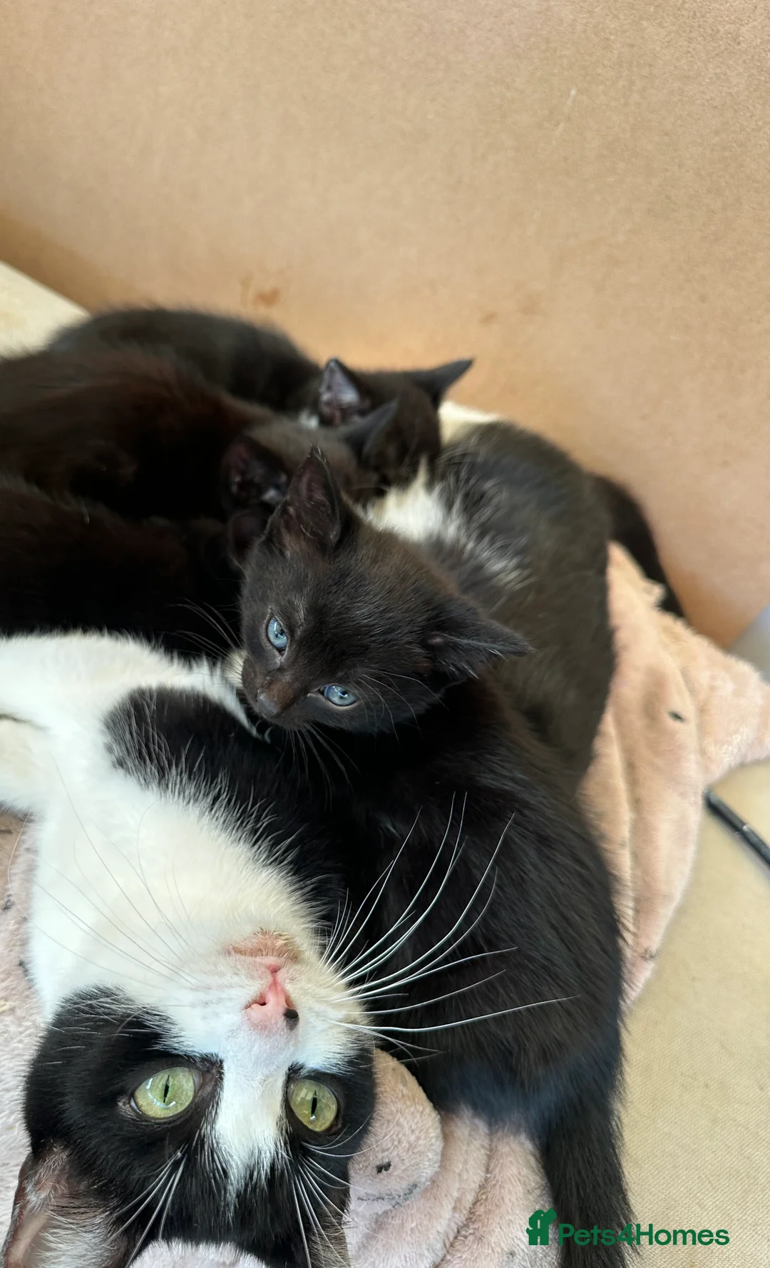 British Shorthair cats for sale: 4 playful kittens for sale  - Advert 2