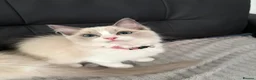 Ragdoll cats for sale: Pure Ragdoll Kittens Ready to leave  - Advert 1