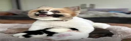 Pomeranian dogs for sale: Stunning KC Registered Small Pomeranian Puppies - Advert 14