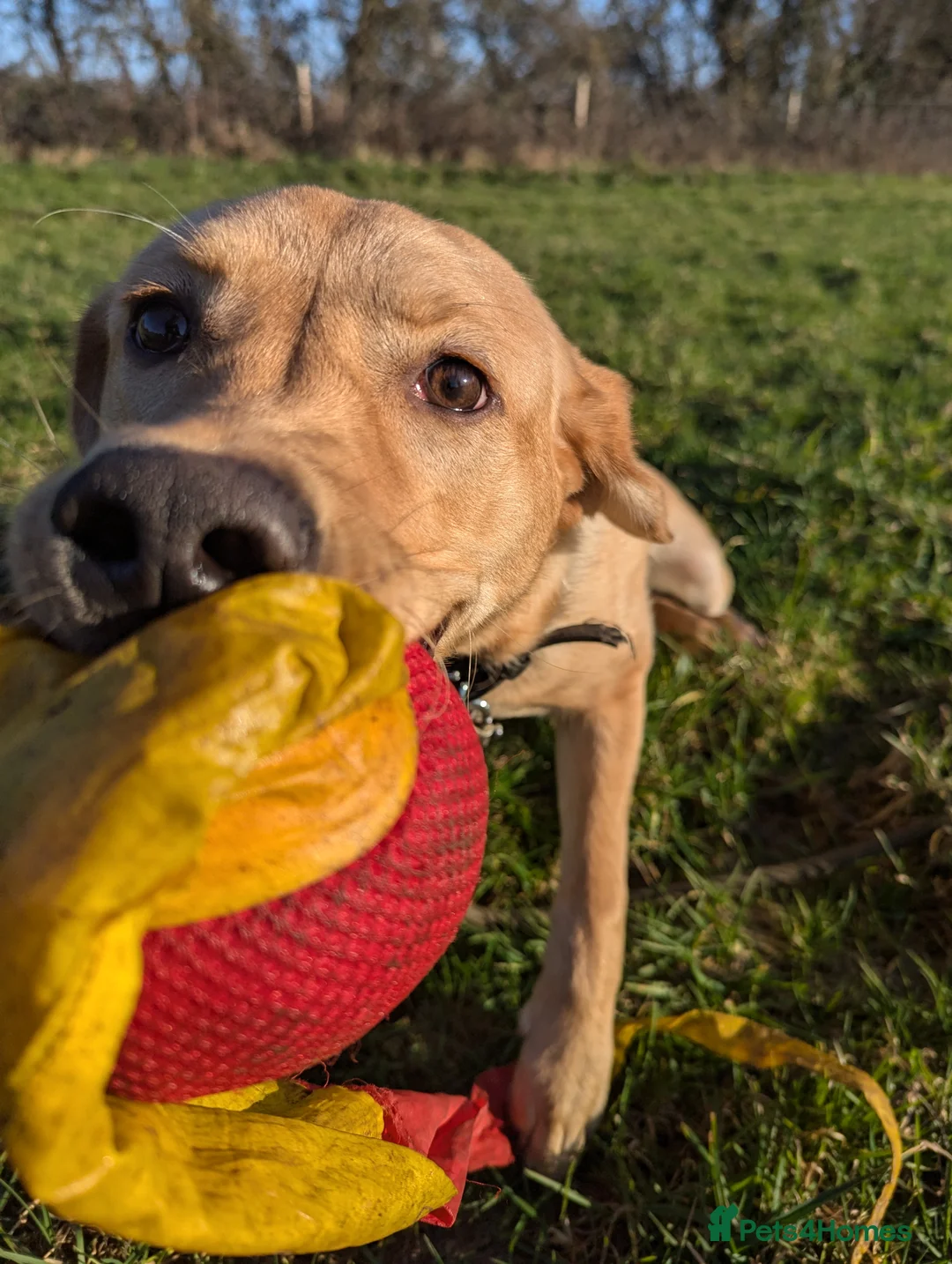 Labrador Retriever dogs for sale: Gorgeous therapy dog prospect  - Advert 8