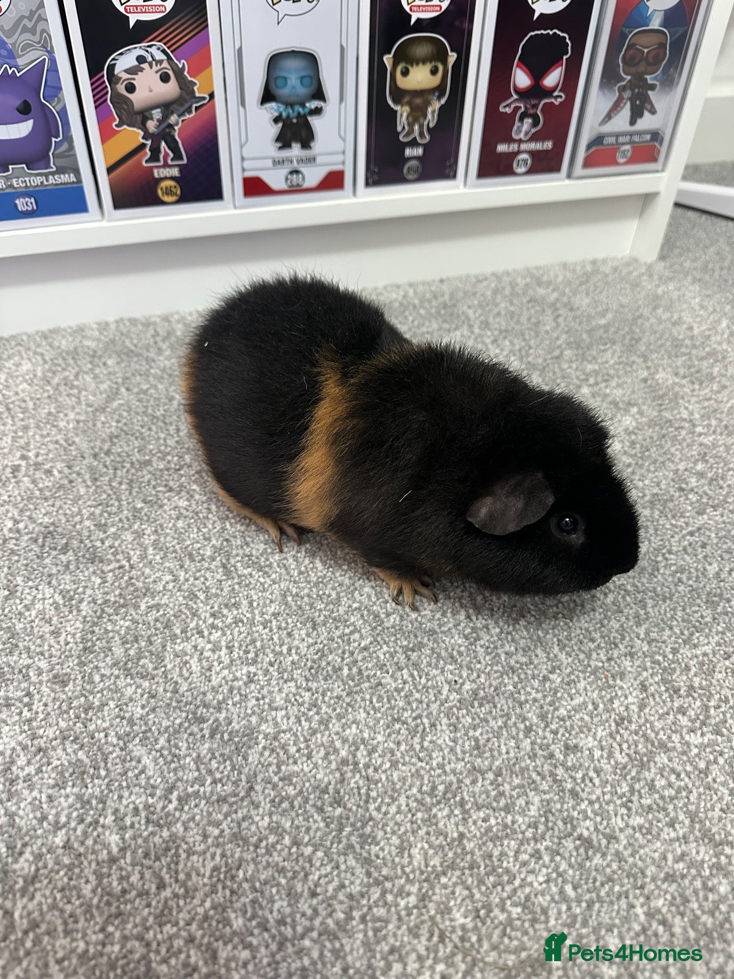 Guinea Pig rodents Two teddy guinea pigs (boar)  - Advert 1