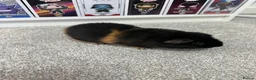 Guinea Pig rodents for sale: Two teddy guinea pigs (boar)  in Newport - Advert 1
