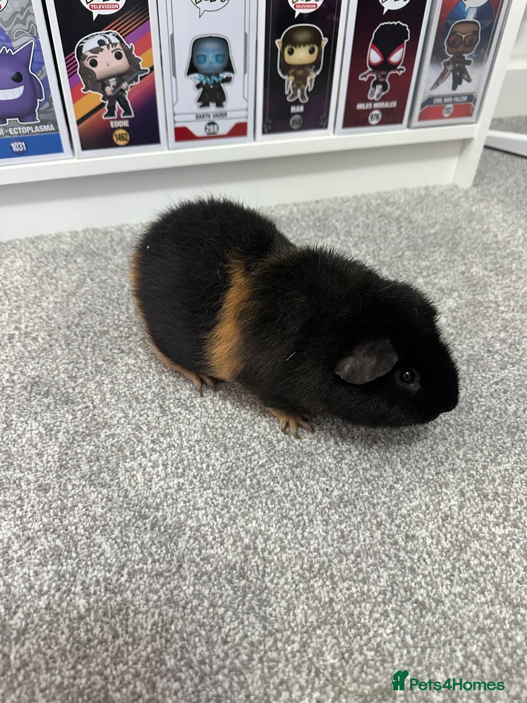 Guinea Pig rodents for sale: Two teddy guinea pigs (boar)  in Newport - Advert 1