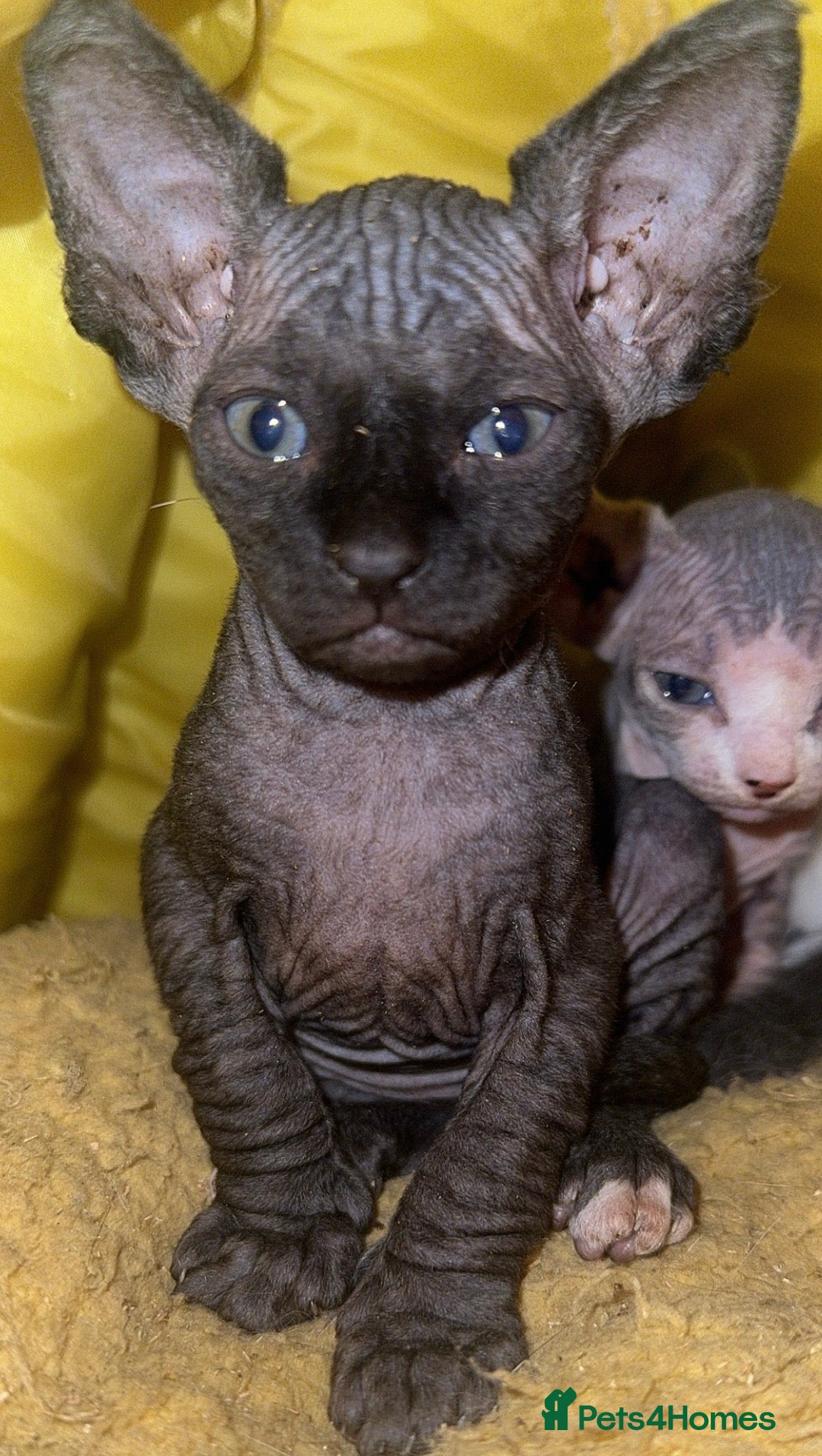 Mixed Breed cats Gorgeous American curl x Sphynx kittens🐾 - Advert 15