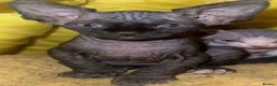 Mixed Breed cats for sale: Gorgeous American curl x Sphynx kittens🐾 - Advert 22