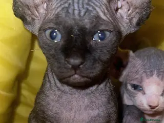Mixed Breed cats Gorgeous American curl x Sphynx kittens🐾 - Advert 17