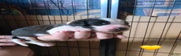 Saint Bernard dogs for sale: Saint Bernard puppies  - Advert 18
