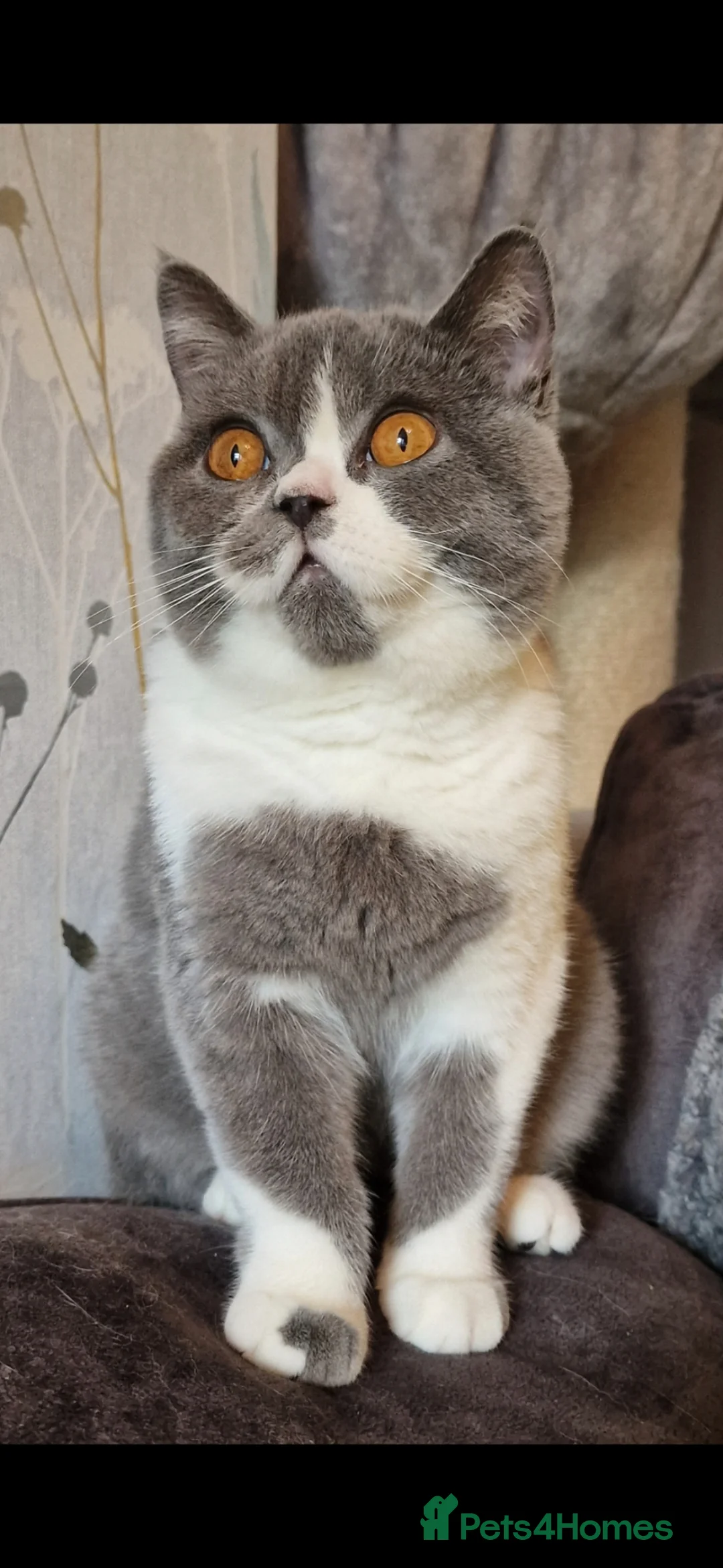 British Shorthair cats for sale: GCCF registered British shorthair kittens - Advert 2