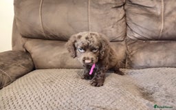 Cocker Spaniel dogs for sale: Cocker spaniel puppies  - Image 18