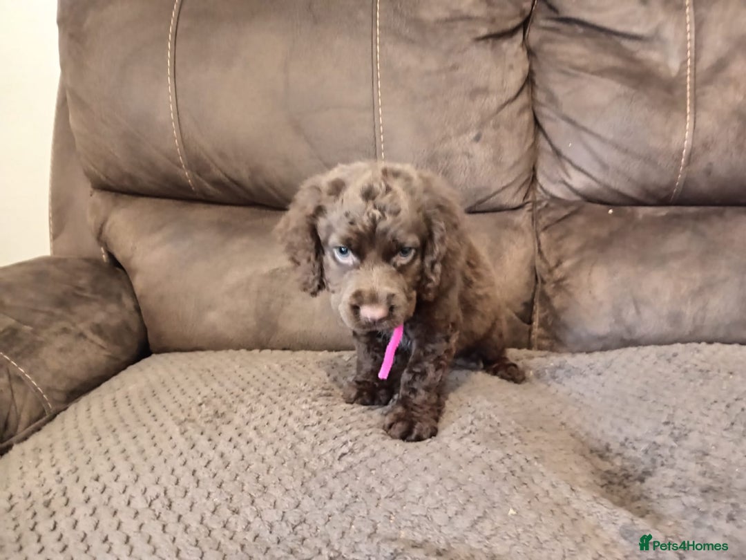 Cocker Spaniel dogs for sale: Cocker spaniel puppies  - Image 18