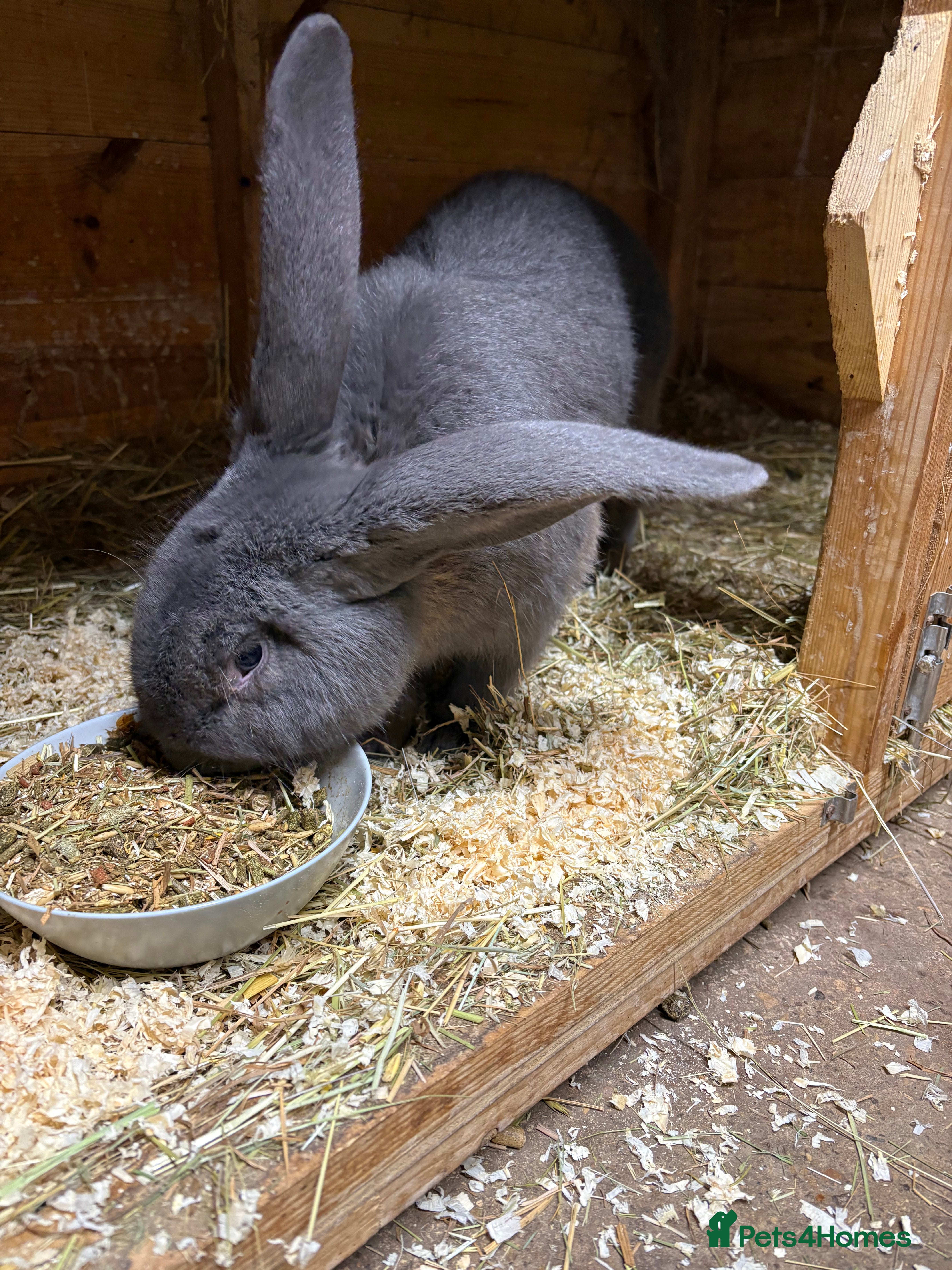 Continental Giant rabbits continental giant adults  - Advert 4