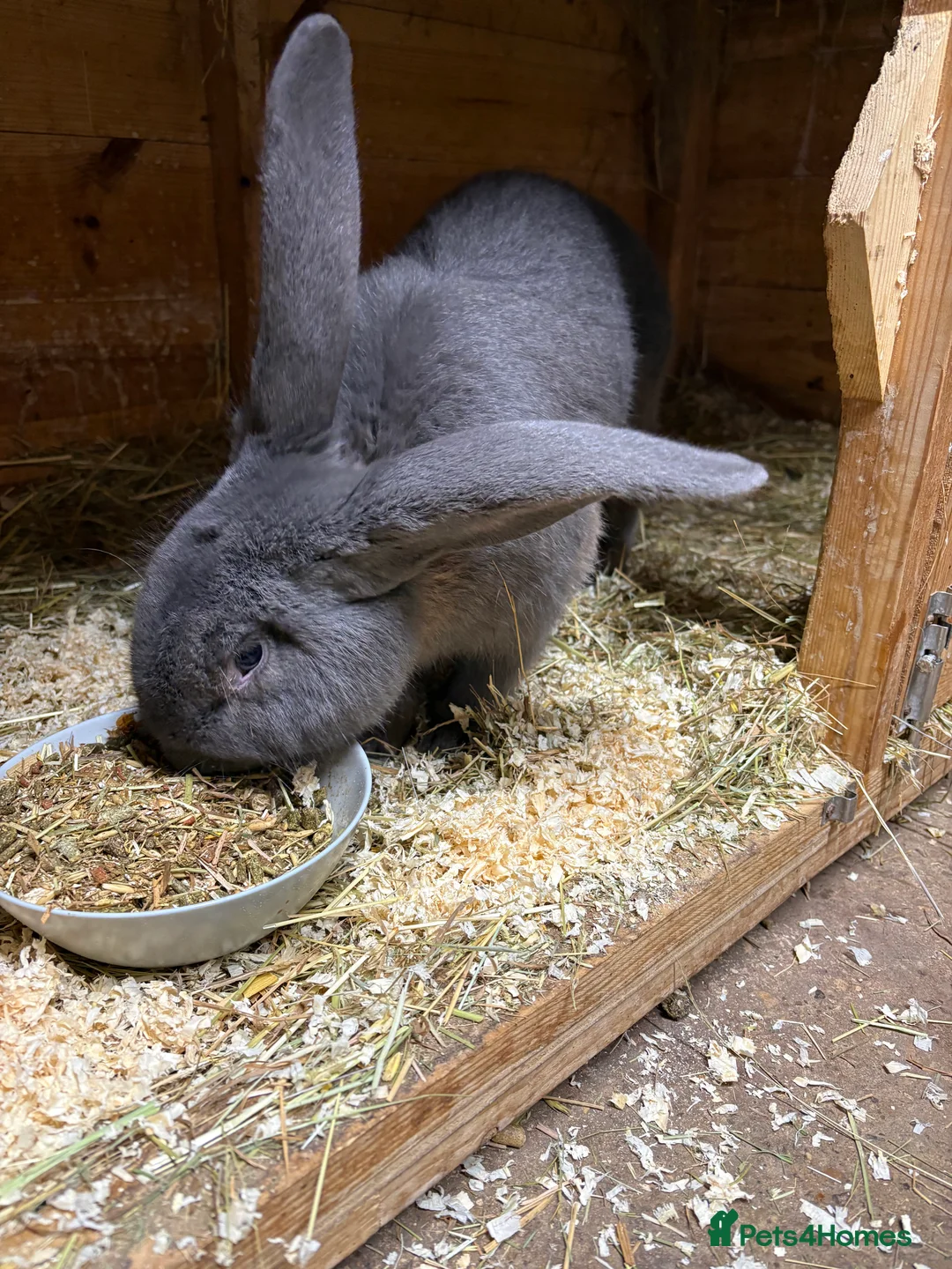 Continental Giant rabbits for sale: continental giant adults  - Advert 1