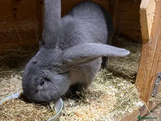 Continental Giant rabbits continental giant adults - Advert 4