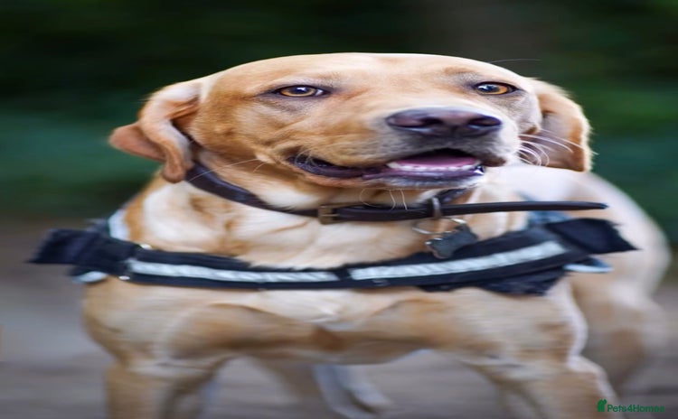 Labrador Retriever dogs in Lincoln - Advert 11