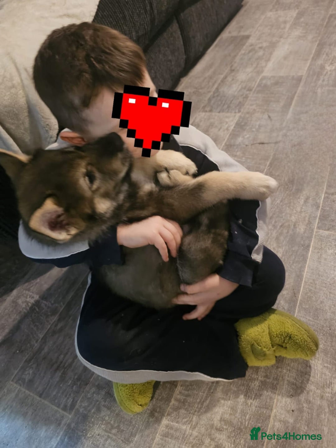 Mixed Breed dogs for sale: Husky × German Shepherd / Malamute Puppies - Advert 16