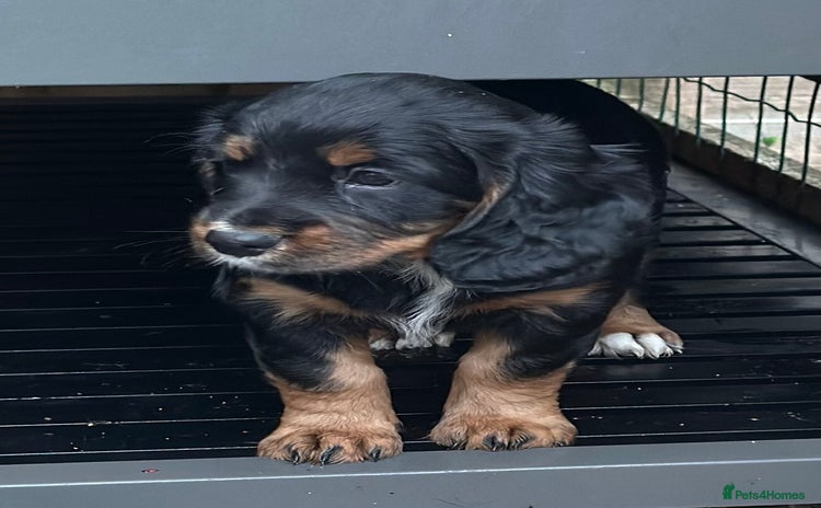 Cocker Spaniel dogs - Advert 16