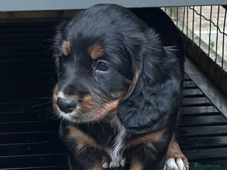 Cocker Spaniel dogs - Advert 2