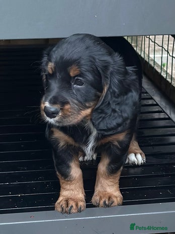 Cocker Spaniel dogs - Advert 16