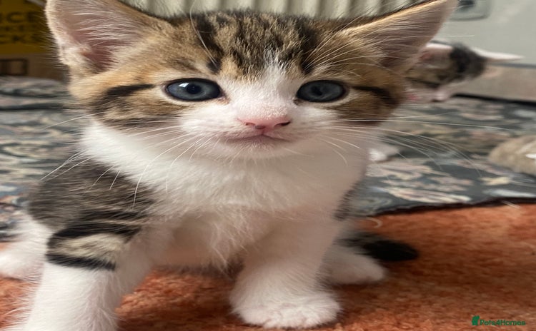 American Shorthair cats - Advert 1