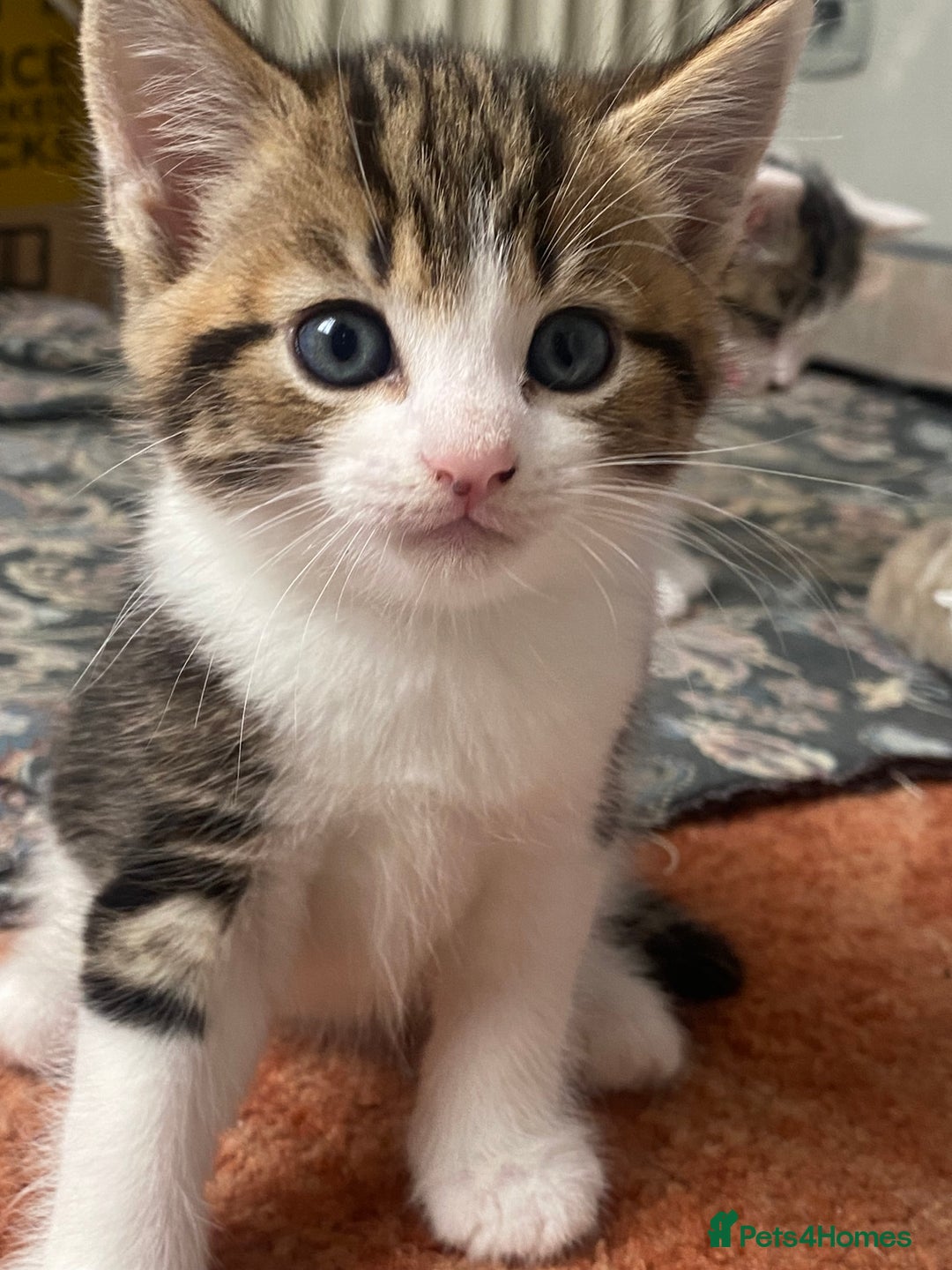 American Shorthair cats for sale: KITTEN FOR SALE IN ENFIELD!!! - Image 1