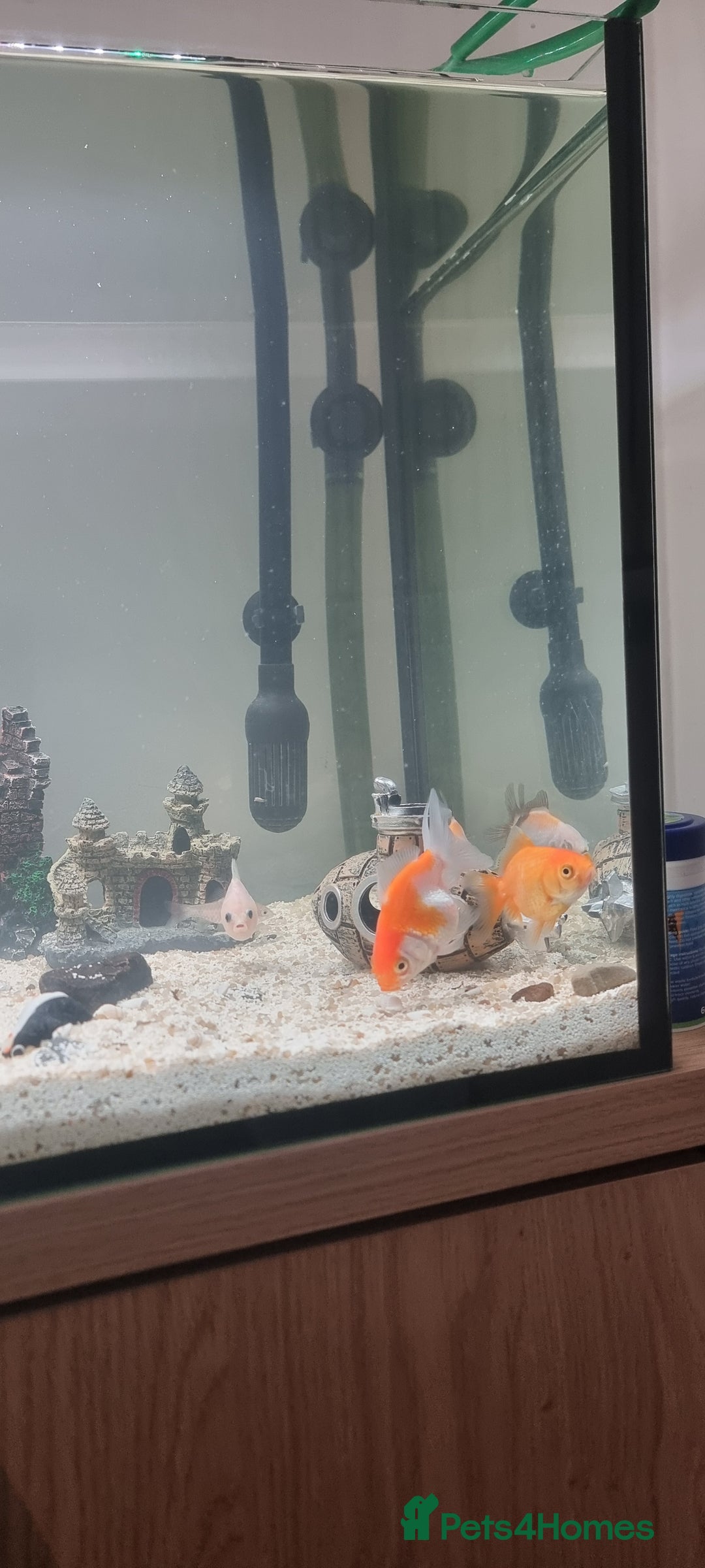 Barbs fish for sale: Fish tanka with evrthing for seal  - Advert 2