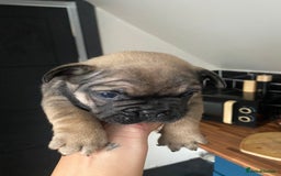 French Bulldog dogs for sale: Last one French bulldog puppies  - Image 4