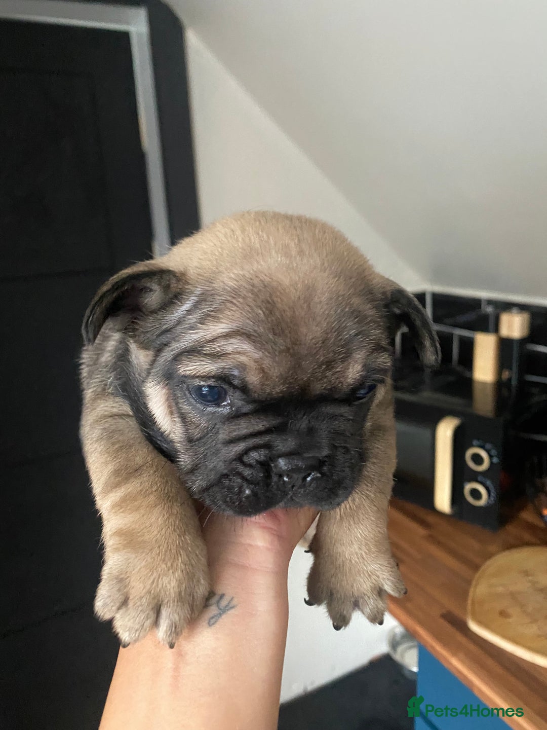 French Bulldog dogs for sale: Last one French bulldog puppies  - Image 4