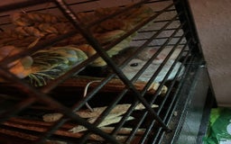 Chinchilla rodents for sale: Chinchillas for sale - Image 9