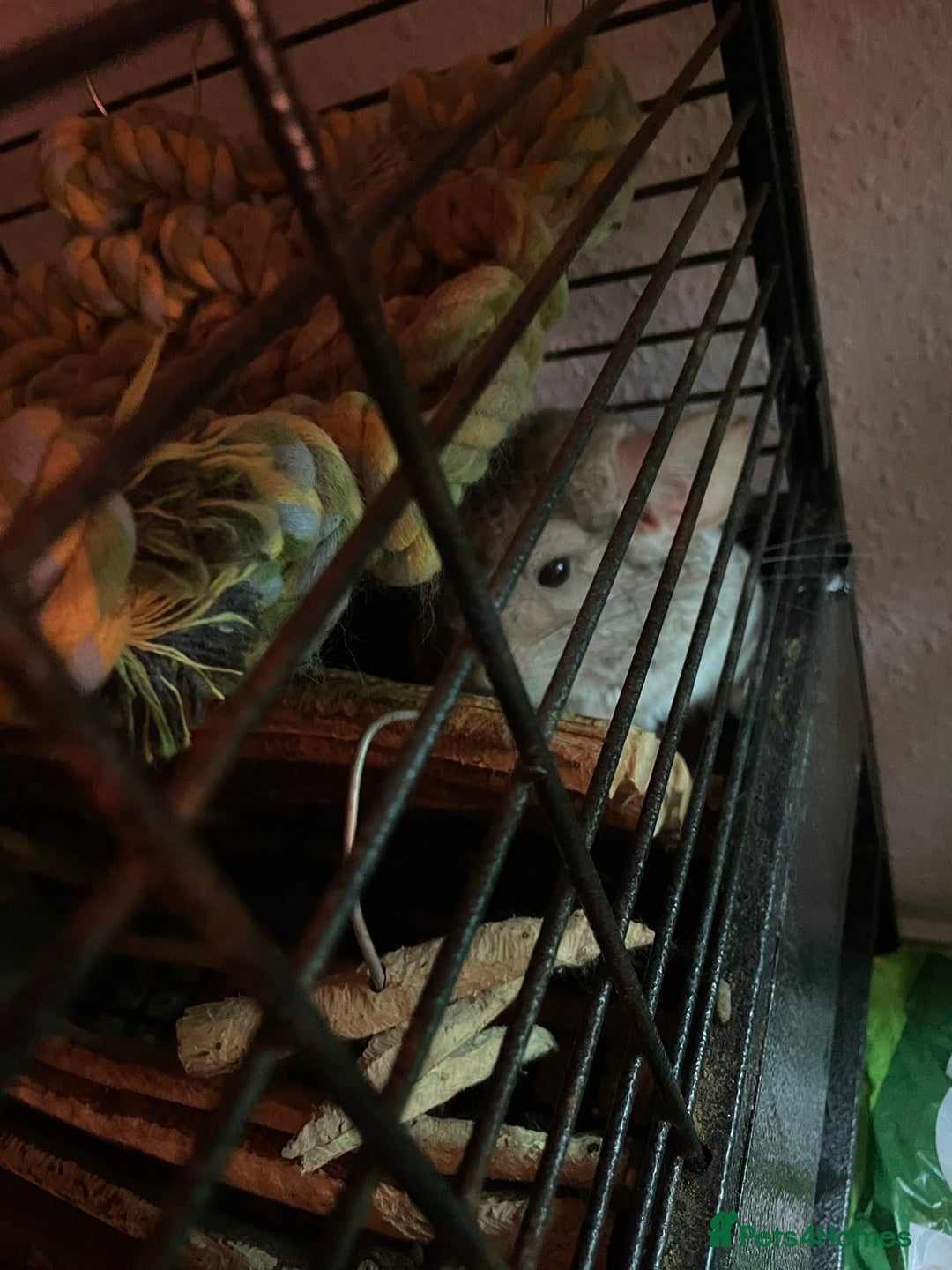 Chinchilla rodents for sale: Chinchillas for sale - Image 9