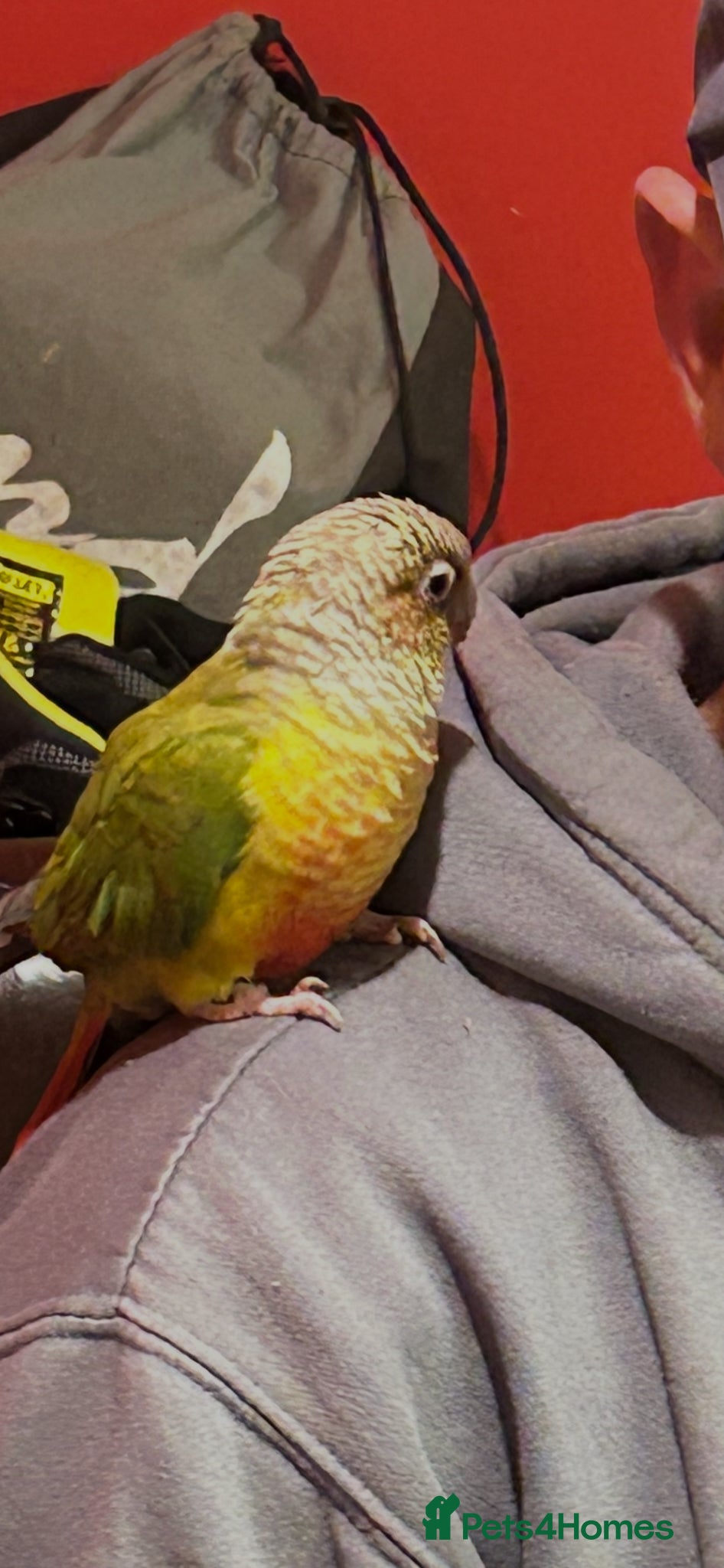 Conures birds Female pineapple conure  - Advert 1