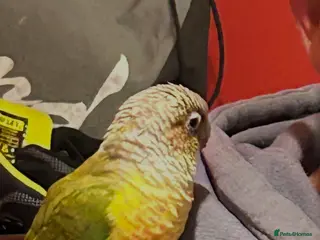 Conures birds Female pineapple conure - Advert 1