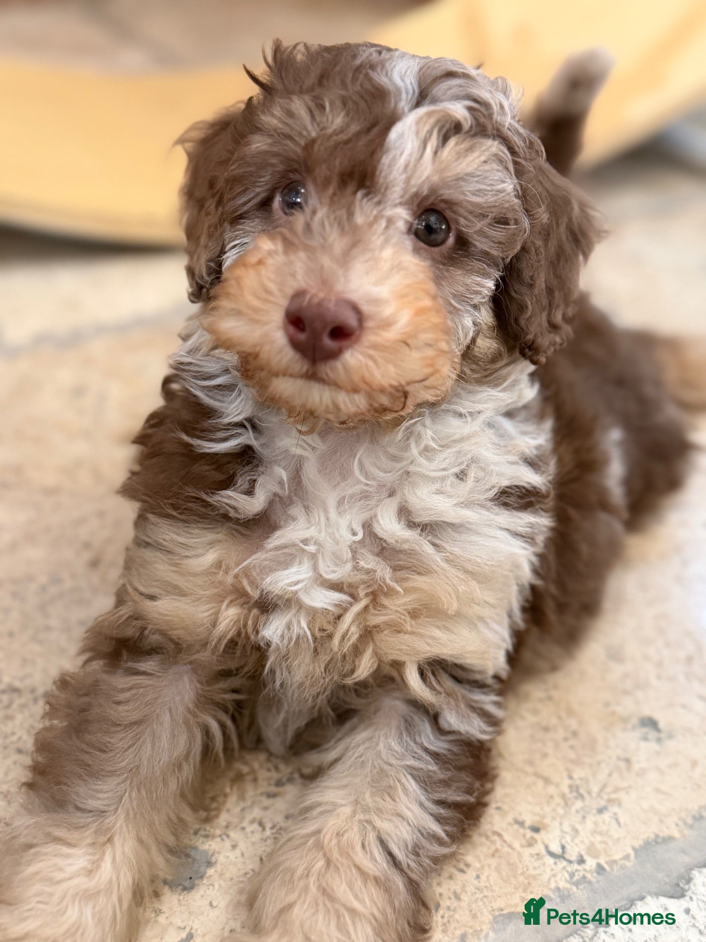 Toy Poodle dogs Fully  health tested toy poodles  - Advert 2