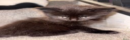 British Longhair cats for sale: 3 British Longhair x Maine Coon Kittens  Ready Now - Advert 2