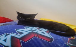 Domestic Shorthair cats for sale: 2 boys with mum - Image 2