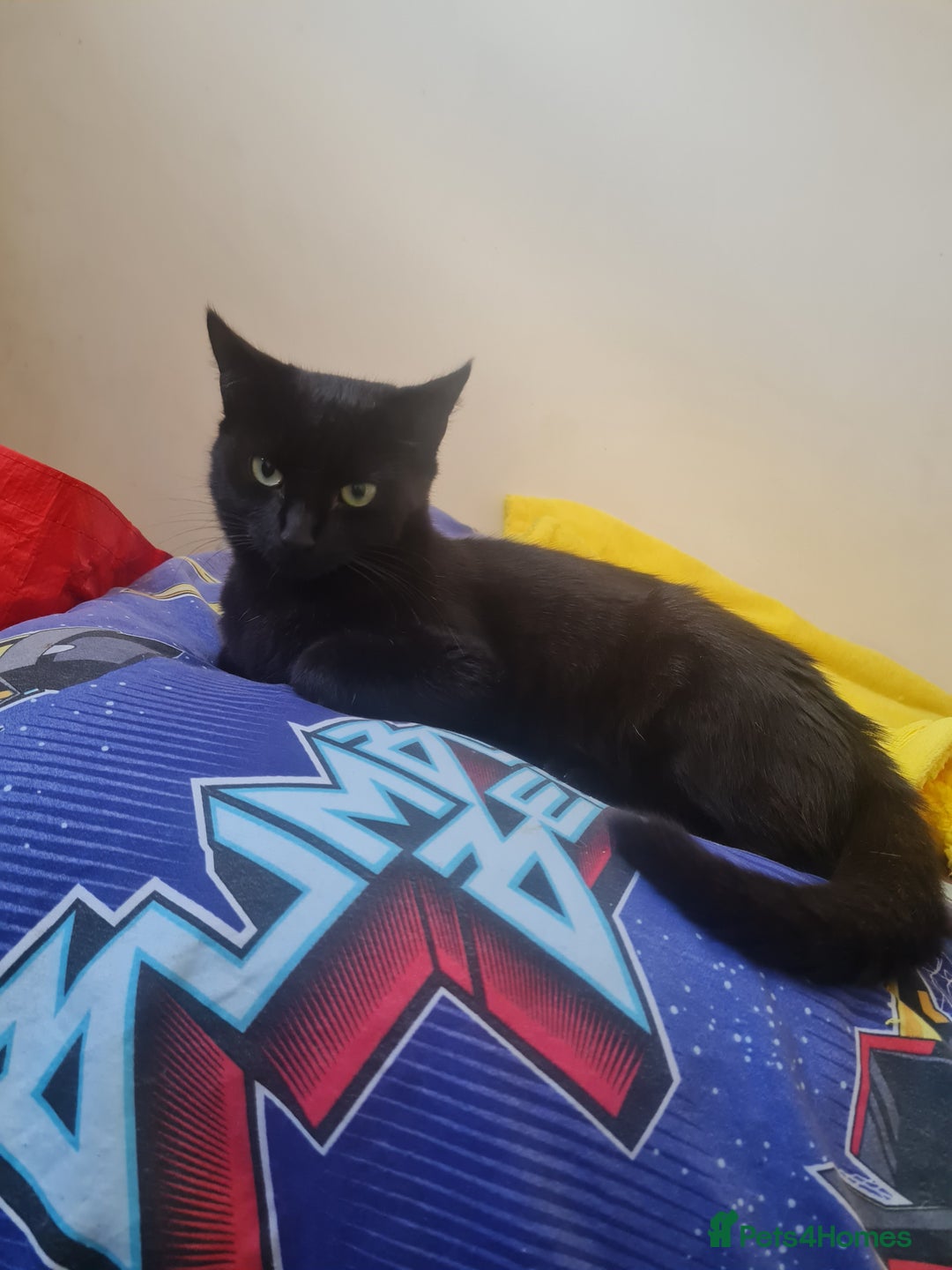 Domestic Shorthair cats for sale: 2 boys with mum - Image 2