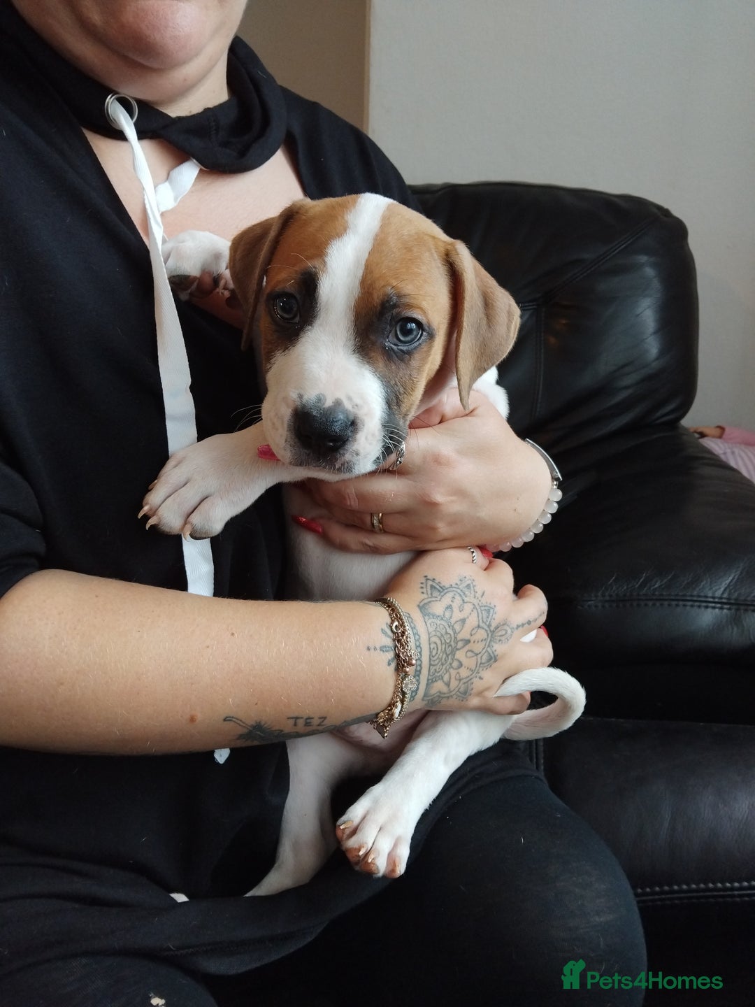 Mixed Breed dogs for sale: American bull cross puppies for sale - Image 2