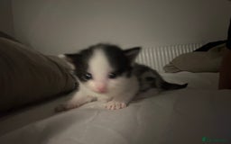 Mixed Breed cats for sale: Beautiful fluffy kittens - Image 5