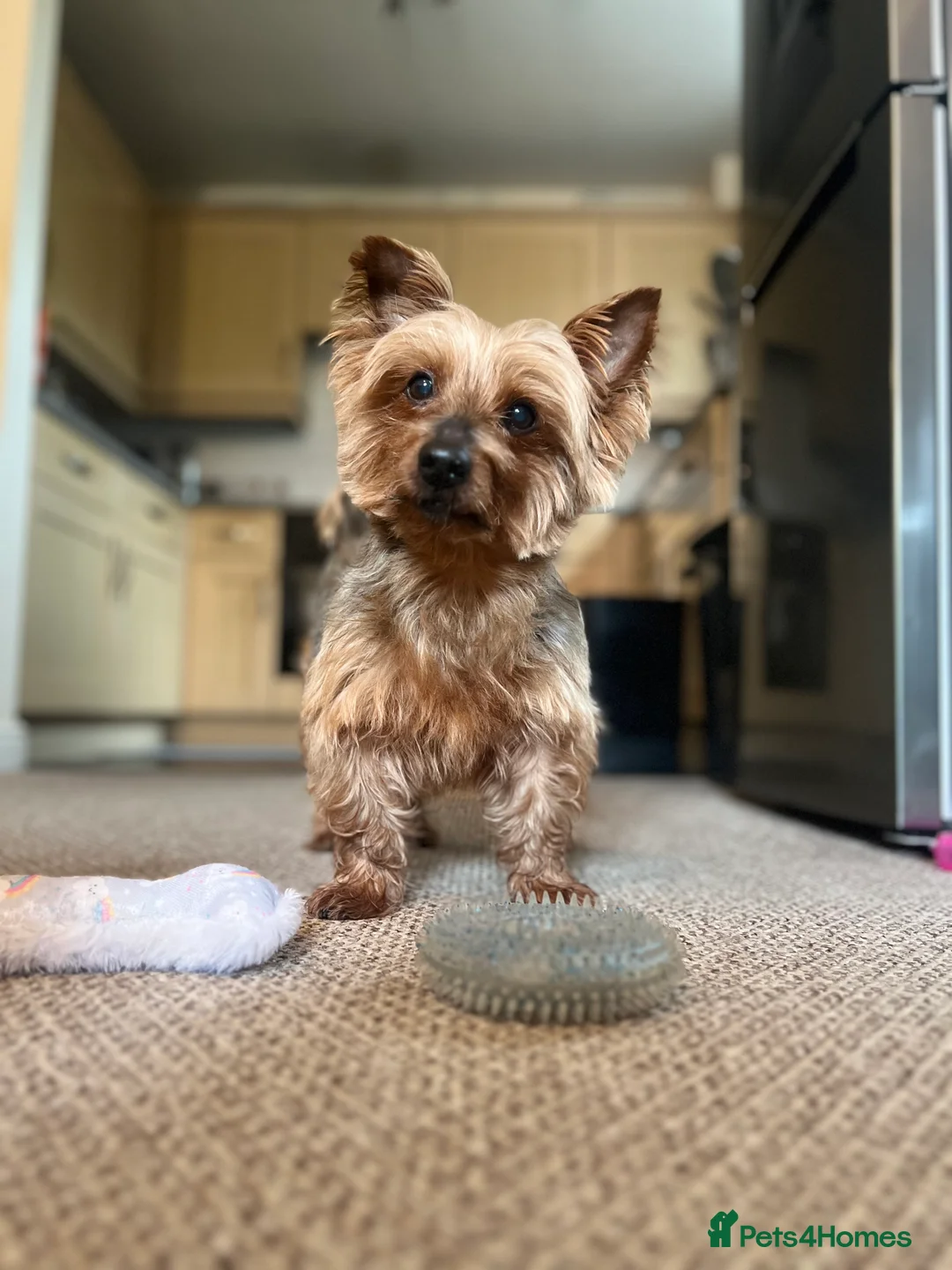 Yorkshire Terrier dogs for stud: Handsome Yorkie Buddy Available for Stud - Advert 9