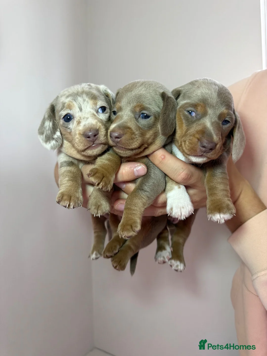 Miniature Dachshund dogs for sale: Beautiful Miniature Dachshund Puppies - 2 💙  1🩷  - Advert 1